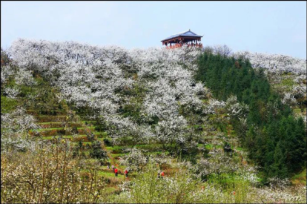 【春天，广西桂林灌阳县向您发出邀请！】我们在灌阳看梨花 - 游山玩水 - 石家庄生活社区 - 石家庄28生活网 sjz.28life.net