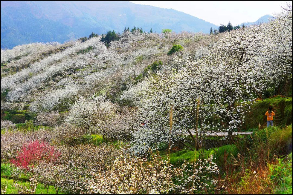 【春天，广西桂林灌阳县向您发出邀请！】我们在灌阳看梨花 - 游山玩水 - 石家庄生活社区 - 石家庄28生活网 sjz.28life.net