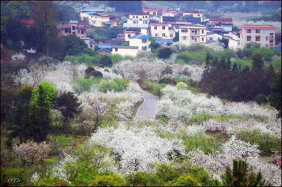 【春天，广西桂林灌阳县向您发出邀请！】我们在灌阳看梨花 - 游山玩水 - 石家庄生活社区 - 石家庄28生活网 sjz.28life.net