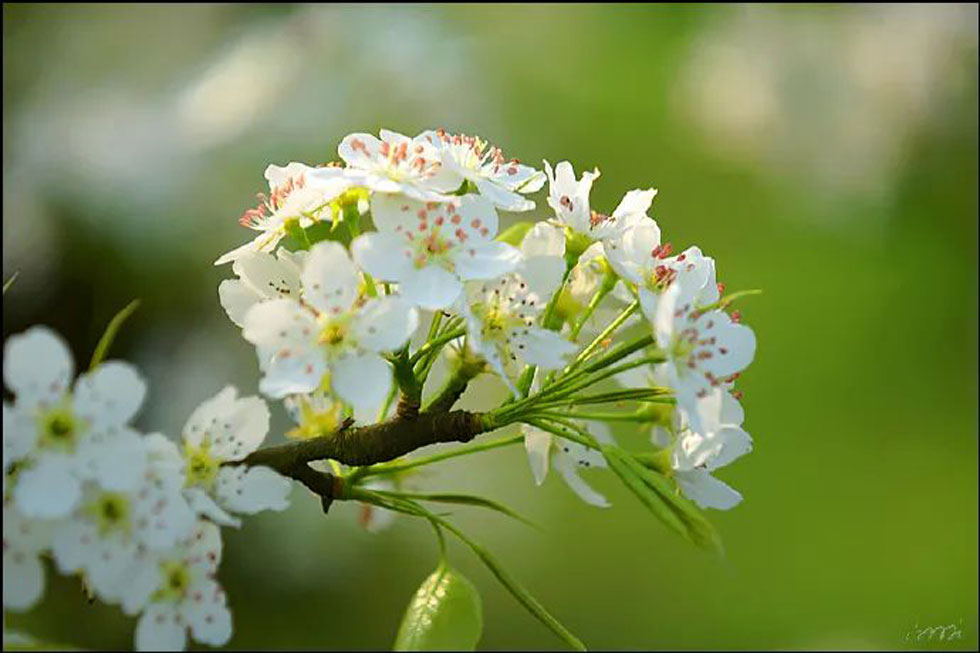 【春天，广西桂林灌阳县向您发出邀请！】我们在灌阳看梨花 - 游山玩水 - 石家庄生活社区 - 石家庄28生活网 sjz.28life.net