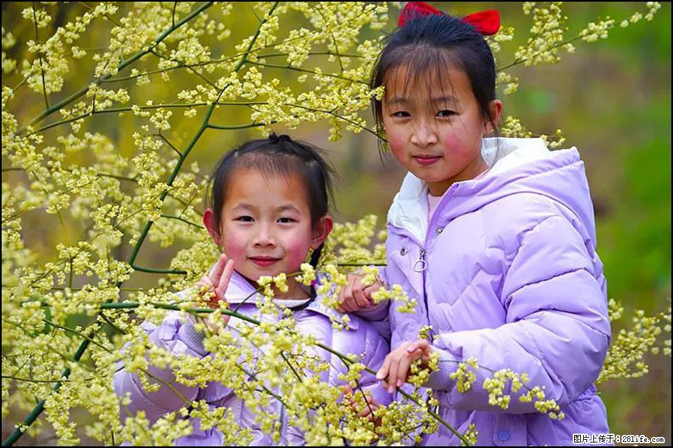 【春天，广西桂林灌阳县向您发出邀请！】米珠山前有片山苍子花在飘香 - 游山玩水 - 石家庄生活社区 - 石家庄28生活网 sjz.28life.net