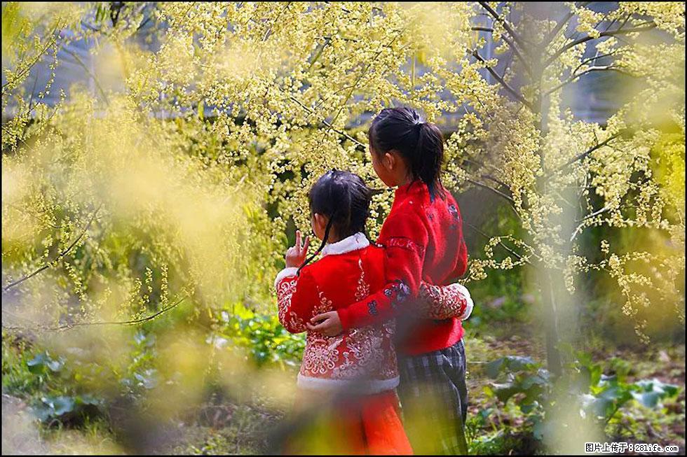 【春天，广西桂林灌阳县向您发出邀请！】米珠山前有片山苍子花在飘香 - 游山玩水 - 石家庄生活社区 - 石家庄28生活网 sjz.28life.net