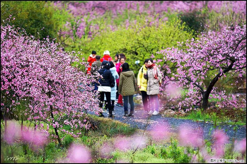 【春天，广西桂林灌阳县向您发出邀请！】官庄村有个醉美的桃花园 - 游山玩水 - 石家庄生活社区 - 石家庄28生活网 sjz.28life.net