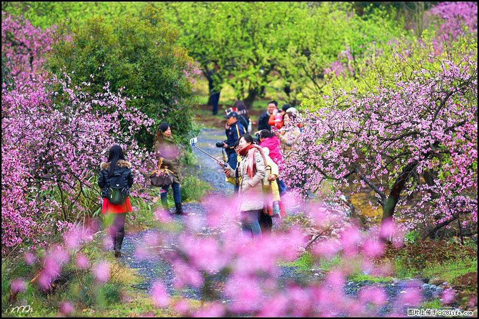 【春天，广西桂林灌阳县向您发出邀请！】官庄村有个醉美的桃花园 - 游山玩水 - 石家庄生活社区 - 石家庄28生活网 sjz.28life.net
