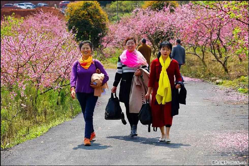 【春天，广西桂林灌阳县向您发出邀请！】官庄村有个醉美的桃花园 - 游山玩水 - 石家庄生活社区 - 石家庄28生活网 sjz.28life.net