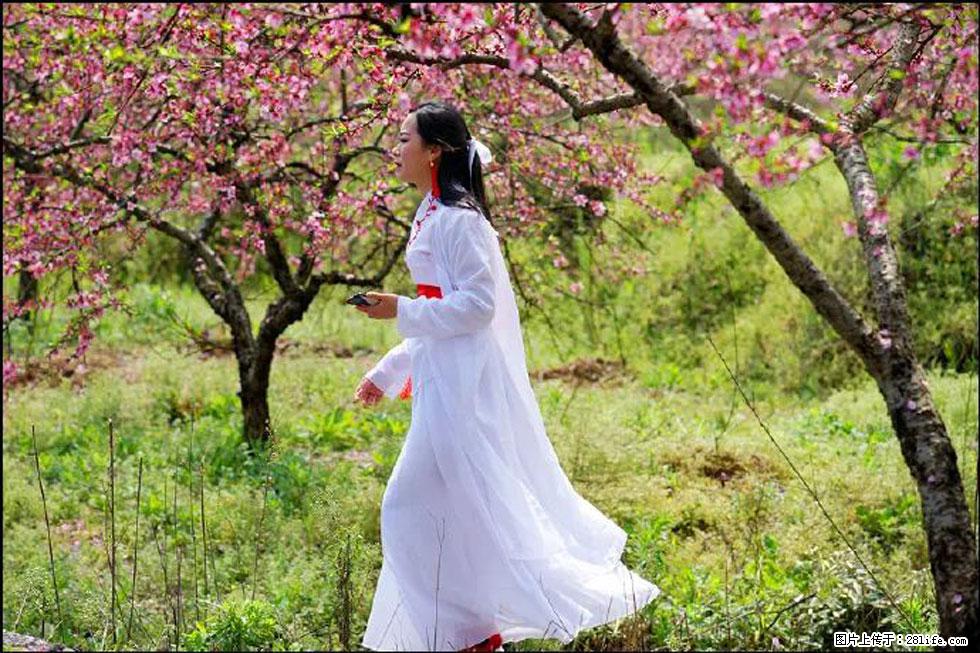 【春天，广西桂林灌阳县向您发出邀请！】官庄村有个醉美的桃花园 - 游山玩水 - 石家庄生活社区 - 石家庄28生活网 sjz.28life.net