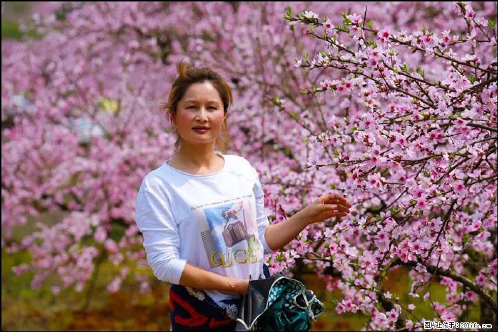 【春天，广西桂林灌阳县向您发出邀请！】官庄村有个醉美的桃花园 - 游山玩水 - 石家庄生活社区 - 石家庄28生活网 sjz.28life.net