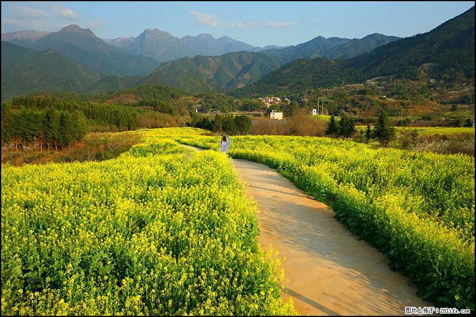 【春天，广西桂林灌阳县向您发出邀请！】长坪村油菜盛情花开 - 游山玩水 - 石家庄生活社区 - 石家庄28生活网 sjz.28life.net