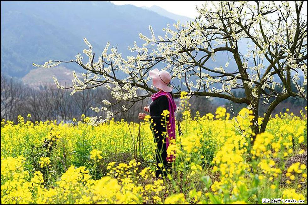 【春天，广西桂林灌阳县向您发出邀请！】长坪村油菜盛情花开 - 游山玩水 - 石家庄生活社区 - 石家庄28生活网 sjz.28life.net