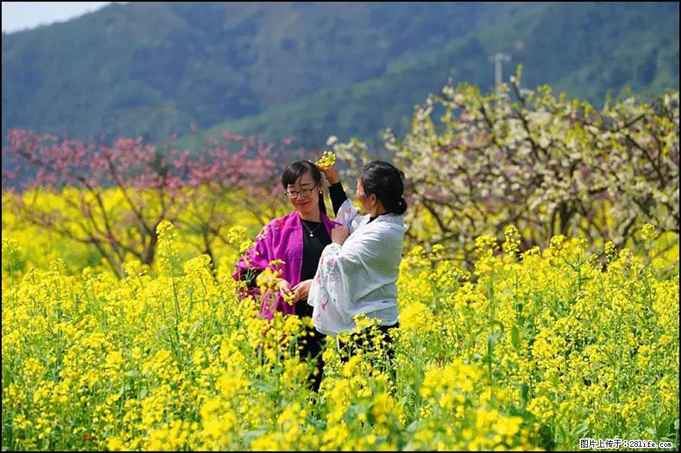 【春天，广西桂林灌阳县向您发出邀请！】长坪村油菜盛情花开 - 游山玩水 - 石家庄生活社区 - 石家庄28生活网 sjz.28life.net