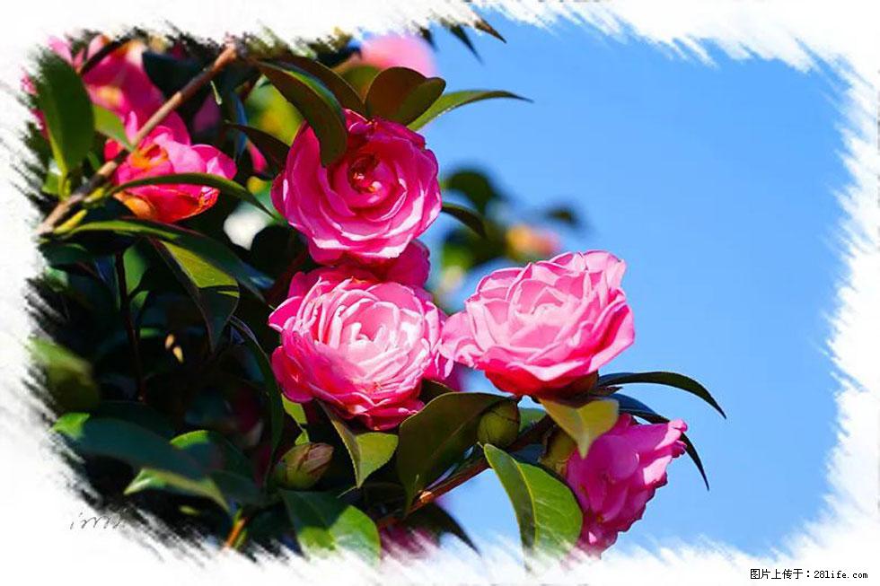 【春天，广西桂林灌阳县向您发出邀请！】杨柳井茶花惹人爱 - 游山玩水 - 石家庄生活社区 - 石家庄28生活网 sjz.28life.net
