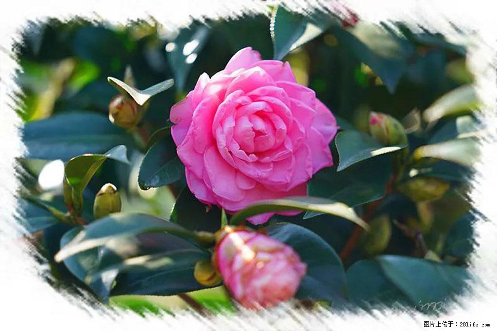 【春天，广西桂林灌阳县向您发出邀请！】杨柳井茶花惹人爱 - 游山玩水 - 石家庄生活社区 - 石家庄28生活网 sjz.28life.net