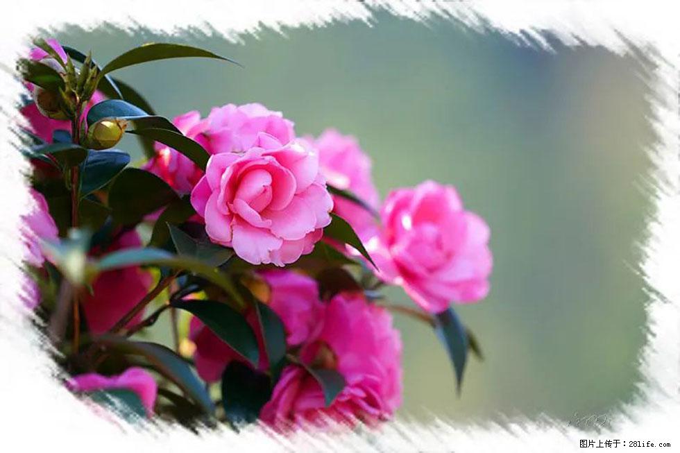 【春天，广西桂林灌阳县向您发出邀请！】杨柳井茶花惹人爱 - 游山玩水 - 石家庄生活社区 - 石家庄28生活网 sjz.28life.net