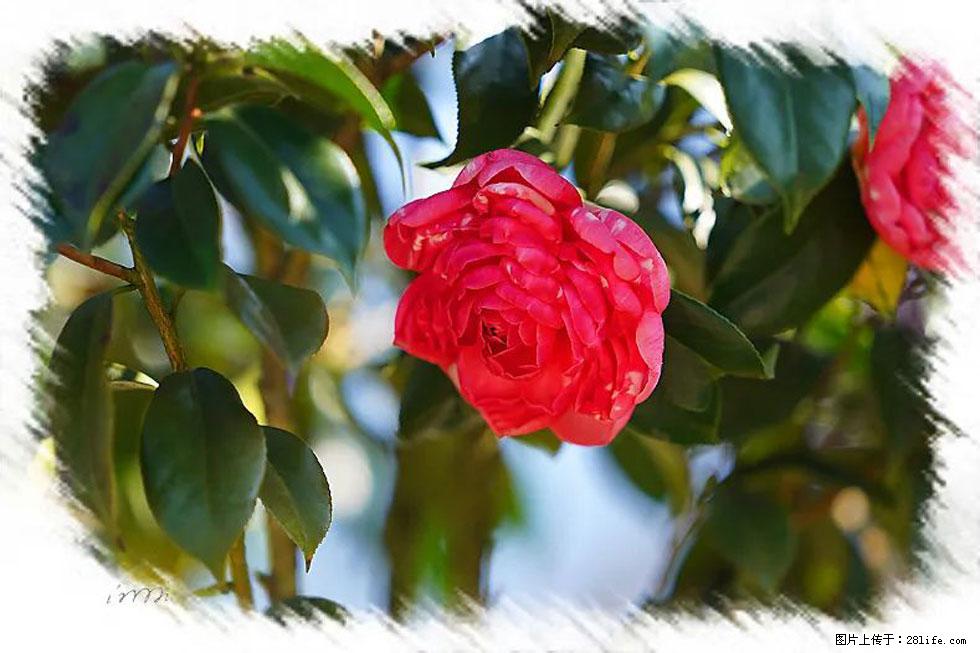 【春天，广西桂林灌阳县向您发出邀请！】杨柳井茶花惹人爱 - 游山玩水 - 石家庄生活社区 - 石家庄28生活网 sjz.28life.net