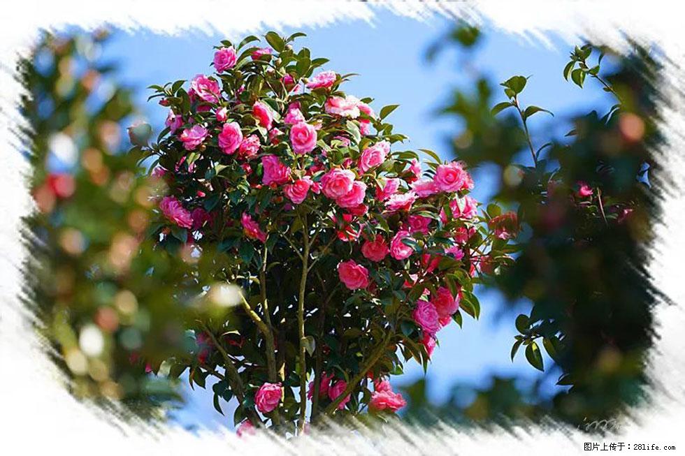 【春天，广西桂林灌阳县向您发出邀请！】杨柳井茶花惹人爱 - 游山玩水 - 石家庄生活社区 - 石家庄28生活网 sjz.28life.net