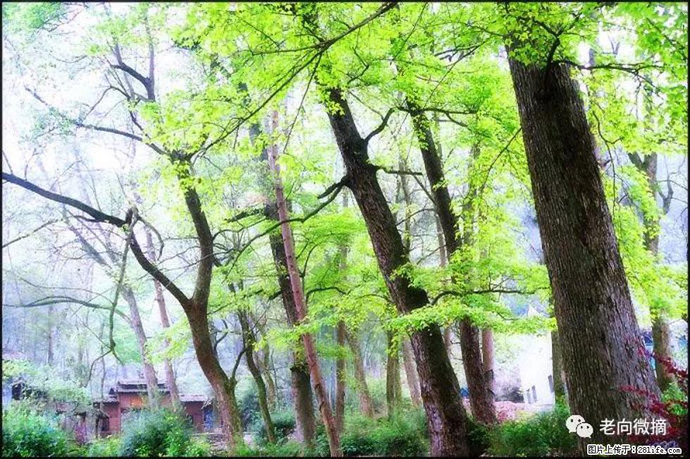 【春天，广西桂林灌阳县向您发出邀请！】在小龙村与春天约会 - 游山玩水 - 石家庄生活社区 - 石家庄28生活网 sjz.28life.net