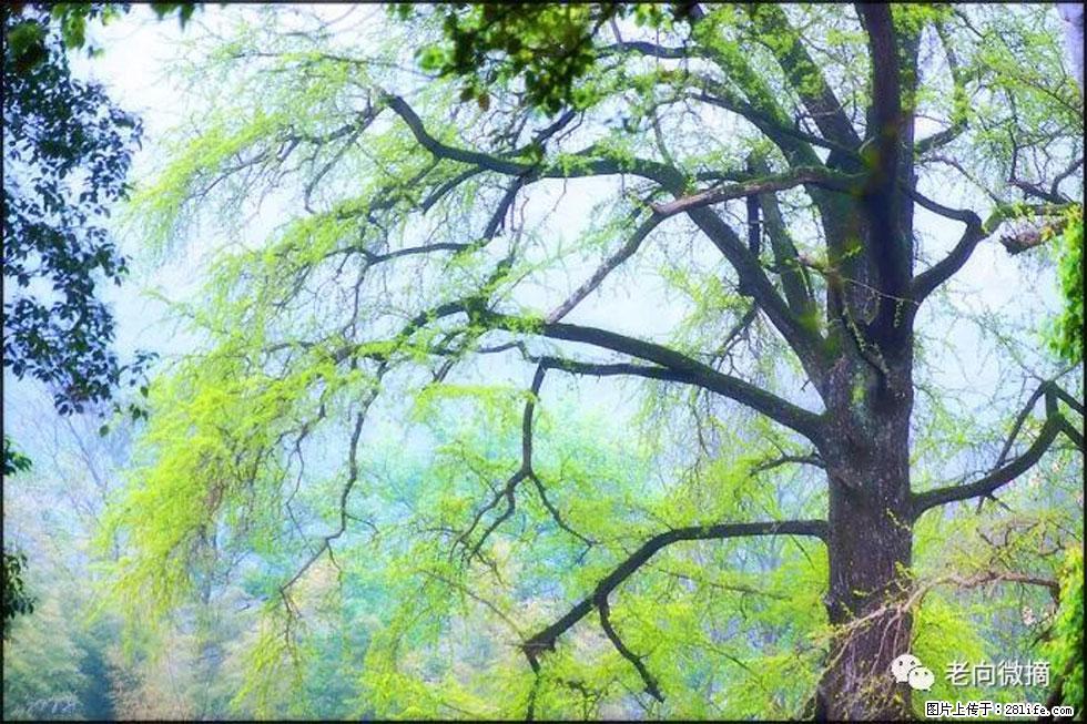 【春天，广西桂林灌阳县向您发出邀请！】在小龙村与春天约会 - 游山玩水 - 石家庄生活社区 - 石家庄28生活网 sjz.28life.net