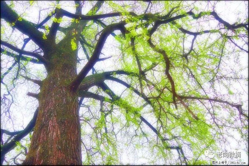 【春天，广西桂林灌阳县向您发出邀请！】在小龙村与春天约会 - 游山玩水 - 石家庄生活社区 - 石家庄28生活网 sjz.28life.net