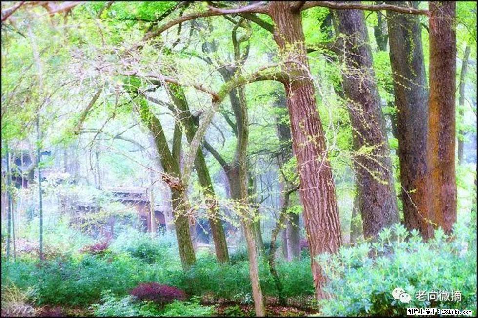 【春天，广西桂林灌阳县向您发出邀请！】在小龙村与春天约会 - 游山玩水 - 石家庄生活社区 - 石家庄28生活网 sjz.28life.net