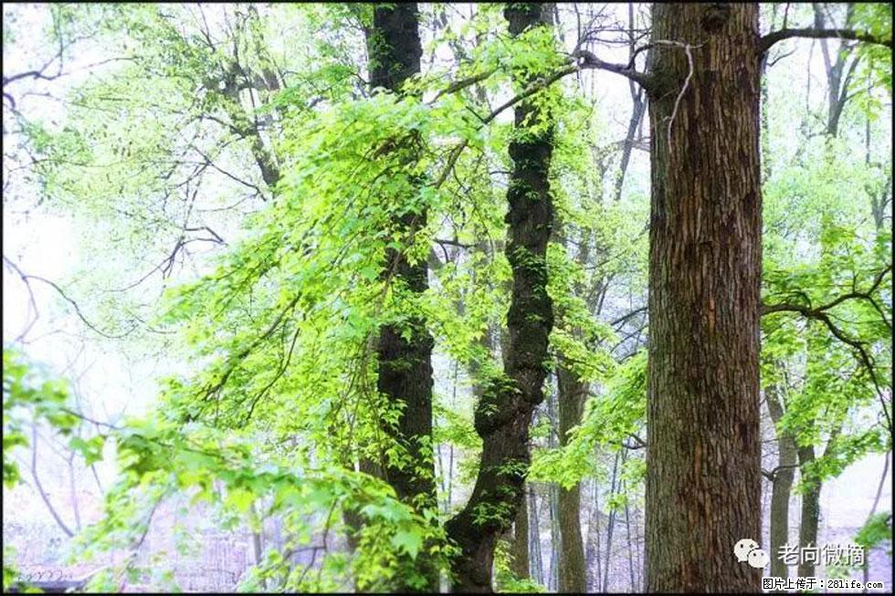 【春天，广西桂林灌阳县向您发出邀请！】在小龙村与春天约会 - 游山玩水 - 石家庄生活社区 - 石家庄28生活网 sjz.28life.net