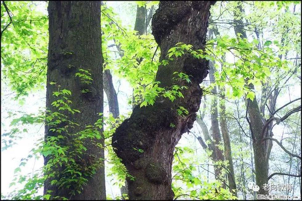 【春天，广西桂林灌阳县向您发出邀请！】在小龙村与春天约会 - 游山玩水 - 石家庄生活社区 - 石家庄28生活网 sjz.28life.net