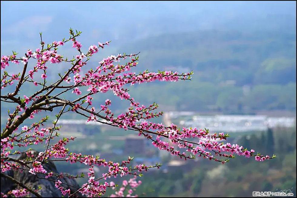 【春天，广西桂林灌阳县向您发出邀请！】望月岭上桃花开 - 游山玩水 - 石家庄生活社区 - 石家庄28生活网 sjz.28life.net