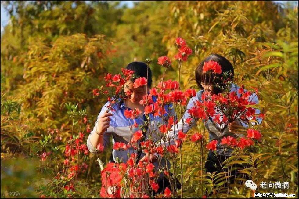 【春天，广西桂林灌阳县向您发出邀请！】登麒麟山，相约映山红 - 游山玩水 - 石家庄生活社区 - 石家庄28生活网 sjz.28life.net