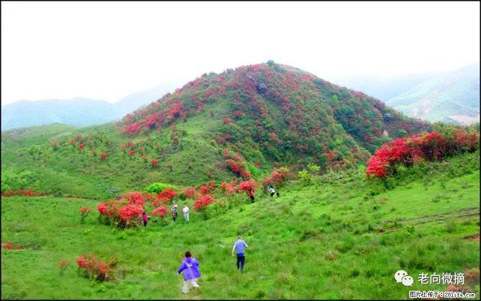 【春天，广西桂林灌阳县向您发出邀请！】宝盖山上映山红 - 游山玩水 - 石家庄生活社区 - 石家庄28生活网 sjz.28life.net