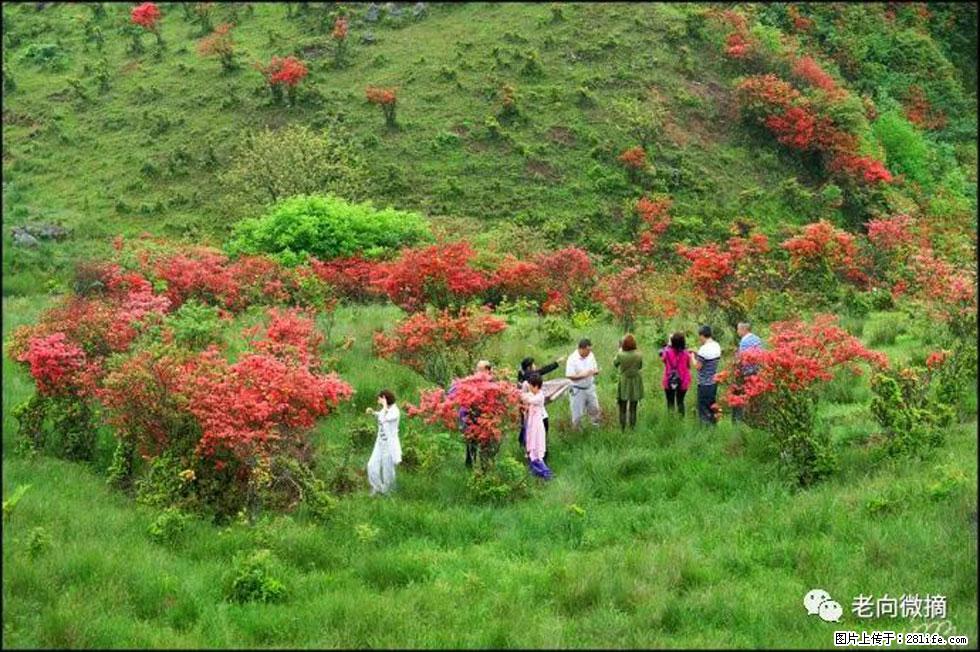 【春天，广西桂林灌阳县向您发出邀请！】宝盖山上映山红 - 游山玩水 - 石家庄生活社区 - 石家庄28生活网 sjz.28life.net