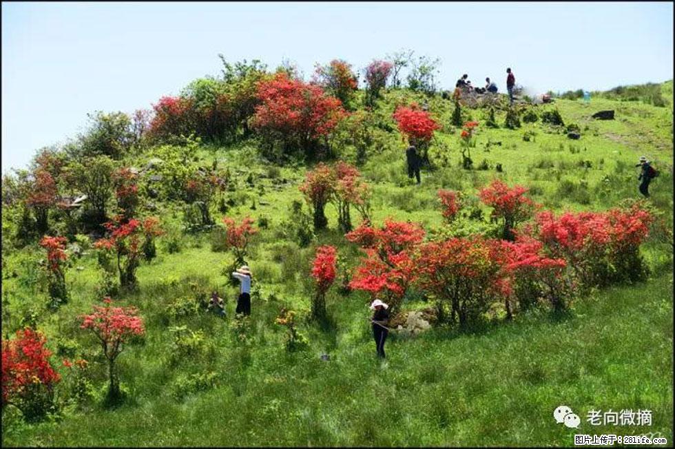 【春天，广西桂林灌阳县向您发出邀请！】宝盖山上映山红 - 游山玩水 - 石家庄生活社区 - 石家庄28生活网 sjz.28life.net