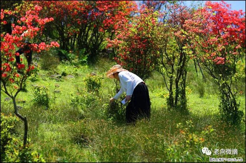 【春天，广西桂林灌阳县向您发出邀请！】宝盖山上映山红 - 游山玩水 - 石家庄生活社区 - 石家庄28生活网 sjz.28life.net