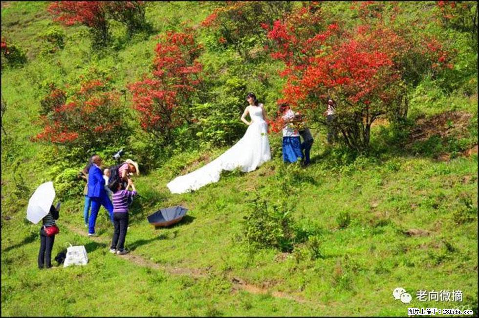 【春天，广西桂林灌阳县向您发出邀请！】宝盖山上映山红 - 游山玩水 - 石家庄生活社区 - 石家庄28生活网 sjz.28life.net