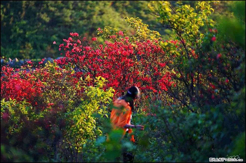 【春天，广西桂林灌阳县向您发出邀请！】春木界上映山红 - 游山玩水 - 石家庄生活社区 - 石家庄28生活网 sjz.28life.net