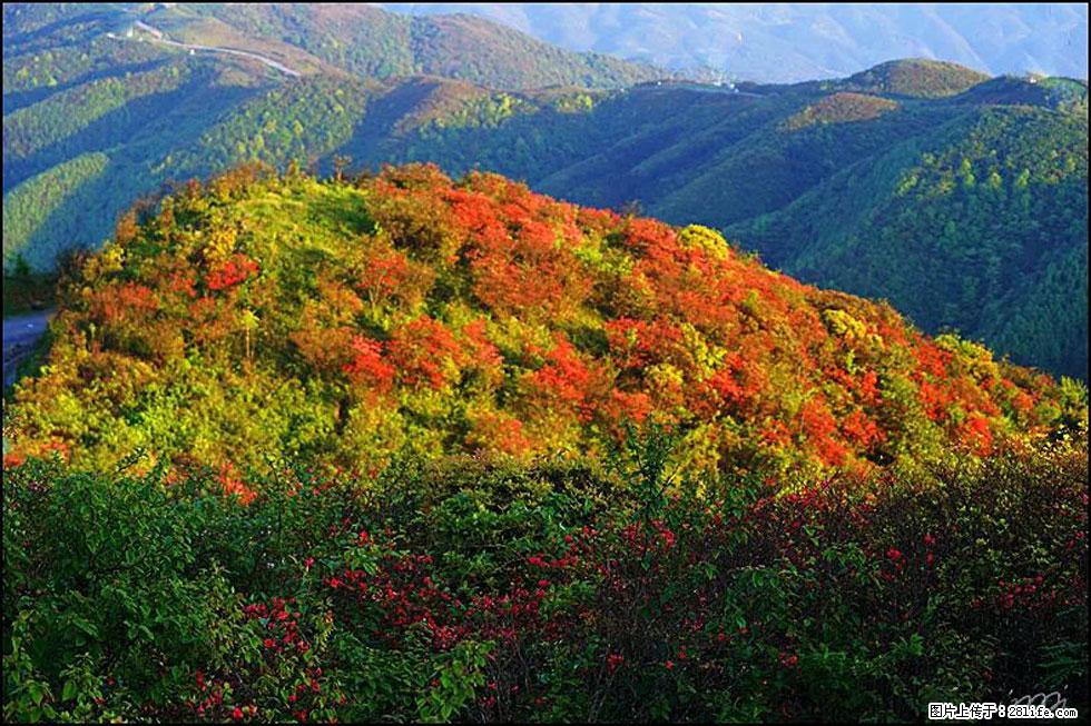 【春天，广西桂林灌阳县向您发出邀请！】春木界上映山红 - 游山玩水 - 石家庄生活社区 - 石家庄28生活网 sjz.28life.net