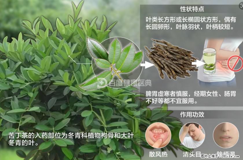 苦丁茶有哪些功效和作用 - 生活百科 - 石家庄生活社区 - 石家庄28生活网 sjz.28life.net