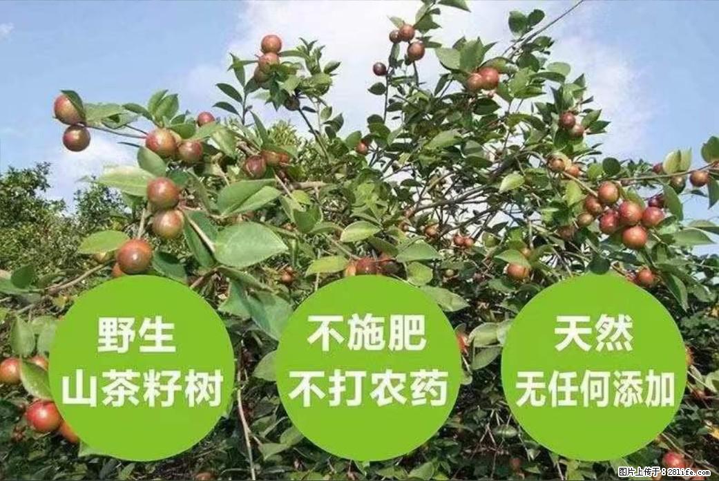 【灌阳县油茶产业示范区】一个有着充实的精神生活的人，对待身外之物自会有一种淡泊的态度 - 美食天地 - 石家庄生活社区 - 石家庄28生活网 sjz.28life.net