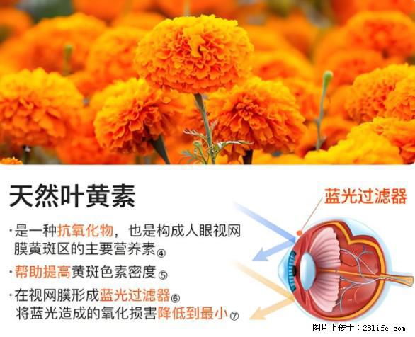 叶黄素有什么功效和作用 - 生活百科 - 石家庄生活社区 - 石家庄28生活网 sjz.28life.net