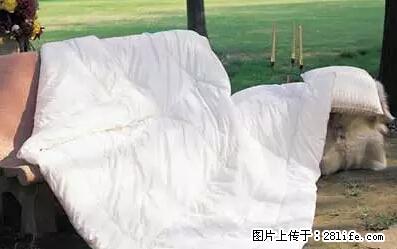 被子有异味？只要这样做，比晒太阳还强100倍！ - 家居生活 - 石家庄生活社区 - 石家庄28生活网 sjz.28life.net