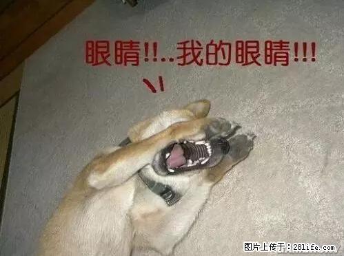 笑癫了！一女的怀孕三年未生，他终于忍不住了... - 娱乐八卦 - 石家庄生活社区 - 石家庄28生活网 sjz.28life.net