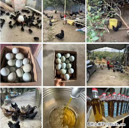 油茶园从小鸡仔开始养起的纯土鸡、土鸡蛋可以预定啦！还有前几天刚榨的纯山茶油哦 - 美食天地 - 石家庄生活社区 - 石家庄28生活网 sjz.28life.net