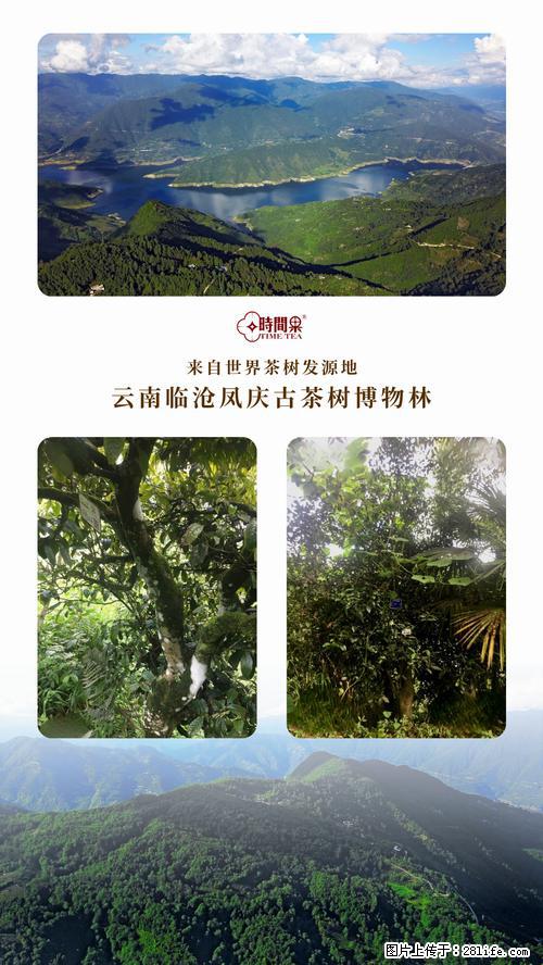 时间果百年古树2025年春红茶 - 购物交流 - 石家庄生活社区 - 石家庄28生活网 sjz.28life.net