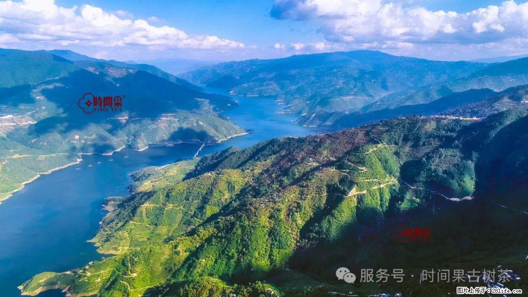 时间果百年古树龙珠普洱生茶 - 购物交流 - 石家庄生活社区 - 石家庄28生活网 sjz.28life.net