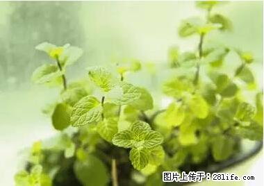 晕车、脚气、牙齿变黄、皮肤粗糙？学会这些三分钟搞定！ - 石家庄生活资讯 - 石家庄28生活网 sjz.28life.net