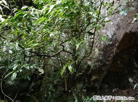 平乐石崖茶，珍贵仅次于金花茶 - 石家庄生活资讯 - 石家庄28生活网 sjz.28life.net
