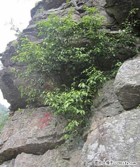 平乐石崖茶，珍贵仅次于金花茶 - 石家庄生活资讯 - 石家庄28生活网 sjz.28life.net