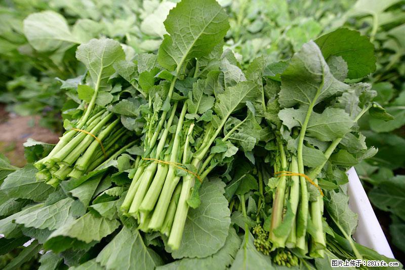 这些蔬菜是“天然钙片”，这6种被医生重点推荐 - 石家庄生活资讯 - 石家庄28生活网 sjz.28life.net